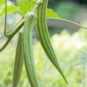 May include: Three elongated, light green okra pods hanging from a thin, fibrous stem. The pods feature a distinct ridged texture and pointed tips, attached to a green plant stalk with a large, serrated leaf visible in the upper left corner.
