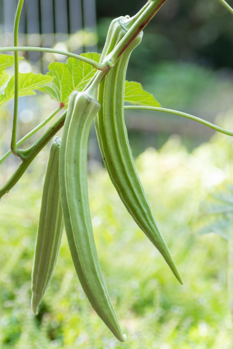 May include: Three elongated, light green okra pods hanging from a thin, fibrous stem. The pods feature a distinct ridged texture and pointed tips, attached to a green plant stalk with a large, serrated leaf visible in the upper left corner.