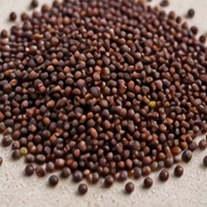Puede incluir: Un mont&oacute;n denso y circular de peque&ntilde;as semillas de mostaza redondas de color marr&oacute;n oscuro. Las semillas tienen una superficie mate y texturizada con tonos variados de marr&oacute;n profundo y toques ocasionales de color tostado o amarillo.