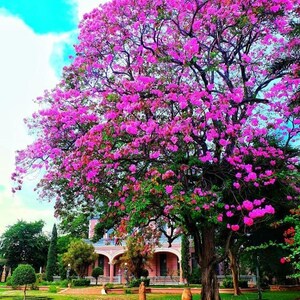 Peut inclure: Un grand arbre avec une canop&eacute;e dense de fleurs rose vif et de feuilles vertes, situ&eacute; dans une cour herbeuse. Derri&egrave;re l'arbre, un b&acirc;timent &agrave; plusieurs &eacute;tages avec des d&eacute;tails architecturaux en arc et une fa&ccedil;ade claire est visible.