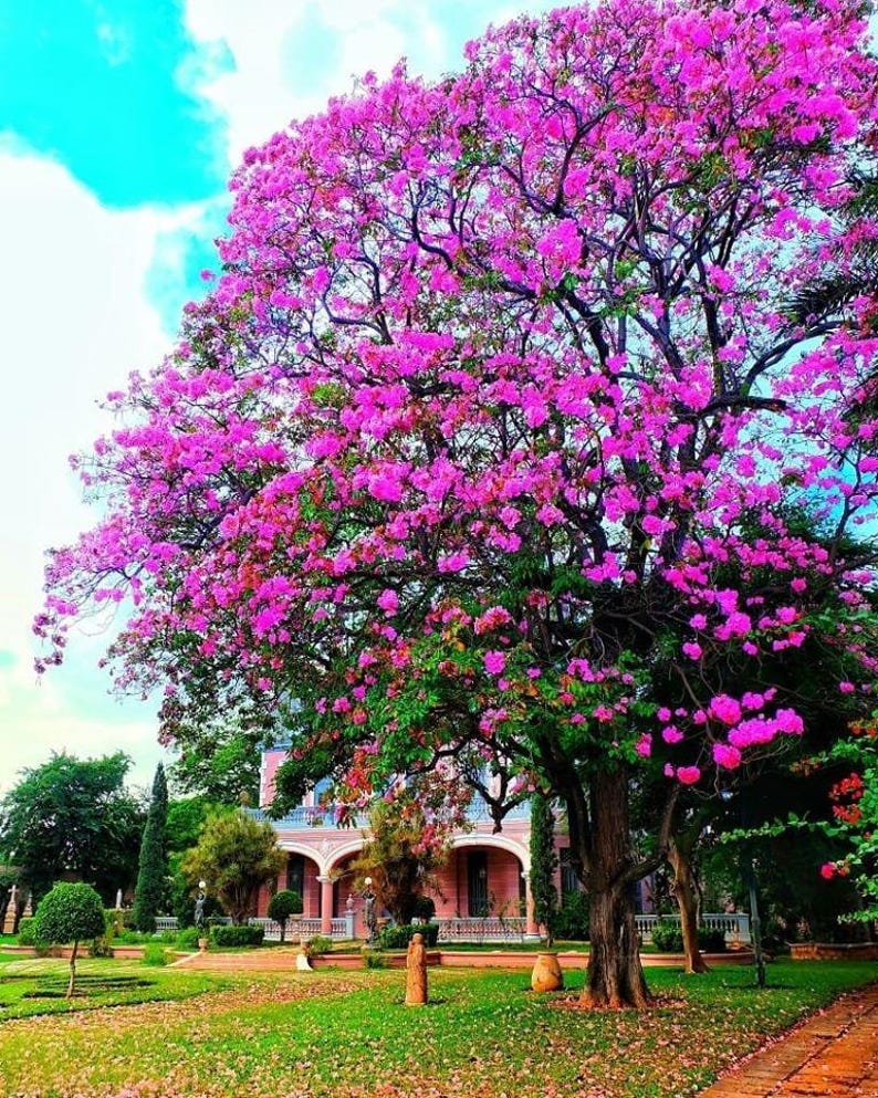 Peut inclure: Un grand arbre avec une canop&eacute;e dense de fleurs rose vif et de feuilles vertes, situ&eacute; dans une cour herbeuse. Derri&egrave;re l'arbre, un b&acirc;timent &agrave; plusieurs &eacute;tages avec des d&eacute;tails architecturaux en arc et une fa&ccedil;ade claire est visible.