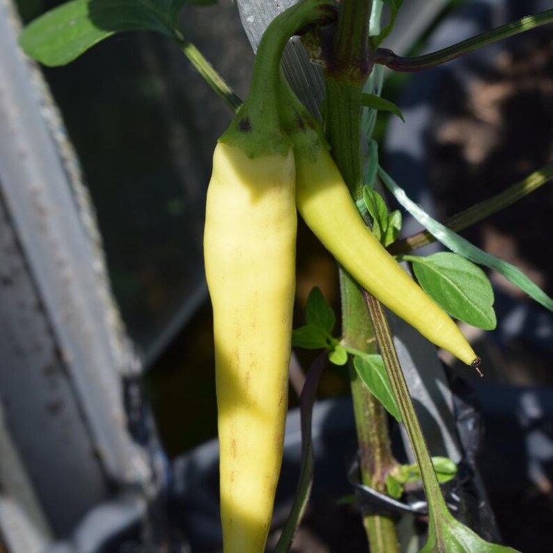 50+ Yellow chili pepper Seeds, Capsicum frutescens, Peppers image 5
