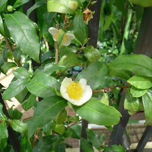 5-10 Tea tree seeds, Camellia sinensis, Tea Plant Seeds, Tea tree seeds, Subtropical shrub seeds image 4