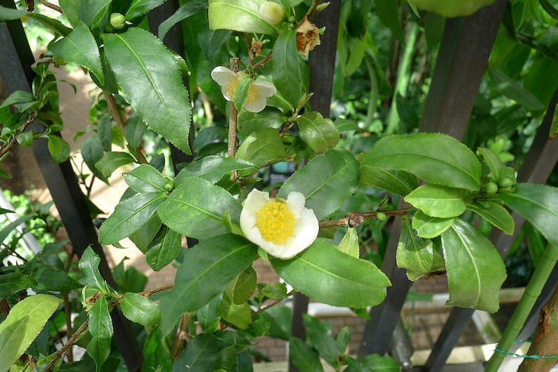 5-10 Tea tree seeds, Camellia sinensis, Tea Plant Seeds, Tea tree seeds, Subtropical shrub seeds image 4