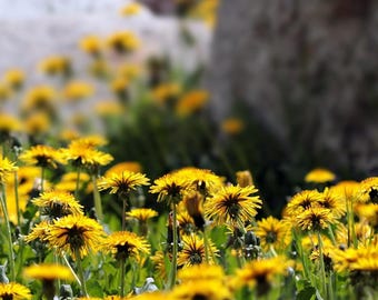 Über 50 Löwenzahnsamen (Taraxacum officinale), essbares Wildkraut, Microgreen