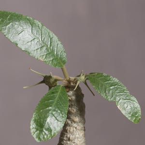 Puede incluir: Una planta suculenta con un tallo cil&iacute;ndrico grueso y texturizado con espinas afiladas. Tres hojas alargadas de color verde vibrante con venas visibles se extienden desde la parte superior del tallo, junto a peque&ntilde;as estructuras espinosas.