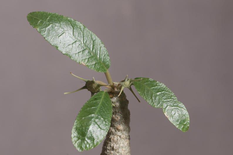 Puede incluir: Una planta suculenta con un tallo cil&iacute;ndrico grueso y texturizado con espinas afiladas. Tres hojas alargadas de color verde vibrante con venas visibles se extienden desde la parte superior del tallo, junto a peque&ntilde;as estructuras espinosas.