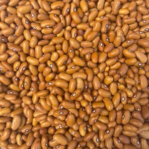 Puede incluir: Una gran colecci&oacute;n de frijoles secos de color marr&oacute;n claro, cada uno con una superficie lisa de forma ovalada y un peque&ntilde;o ojo o hilio blanco distintivo ubicado en la curva interior del frijol. Los frijoles est&aacute;n densamente agrupados.