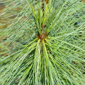 20-50 Samen der Himalaya-Kiefer (Excelsa-Kiefer, Weiße Butan-Kiefer, Pinus wallichiana) Bild 8