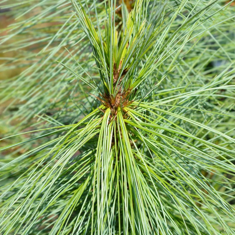 20-50 Samen der Himalaya-Kiefer (Excelsa-Kiefer, Weiße Butan-Kiefer, Pinus wallichiana) Bild 8