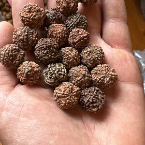 Puede incluir: Una colecci&oacute;n de peque&ntilde;as semillas de Rudraksha redondas y marrones con superficies profundamente texturizadas y ranuradas. Estas semillas org&aacute;nicas esf&eacute;ricas presentan un exterior rugoso y multifac&eacute;tico con crestas y hendiduras naturales de tono marr&oacute;n.