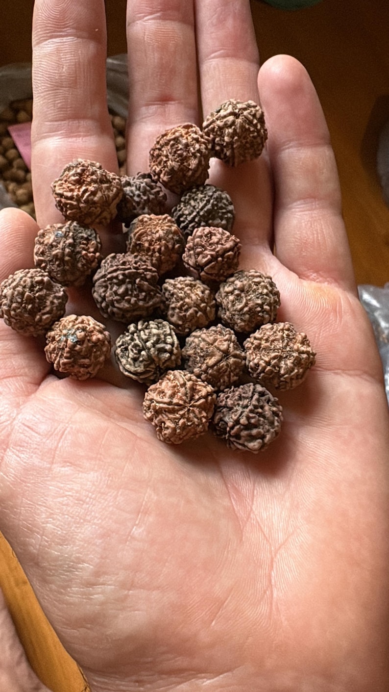 Puede incluir: Una colecci&oacute;n de peque&ntilde;as semillas de Rudraksha redondas y marrones con superficies profundamente texturizadas y ranuradas. Estas semillas org&aacute;nicas esf&eacute;ricas presentan un exterior rugoso y multifac&eacute;tico con crestas y hendiduras naturales de tono marr&oacute;n.