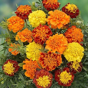 Peut inclure: Un bouquet dense de fleurs de souci dans des tons vibrants de jaune, d'orange vif et de brun rouge&acirc;tre profond. Les fleurs pr&eacute;sentent des p&eacute;tales superpos&eacute;s et fronc&eacute;s avec un feuillage vert entrem&ecirc;l&eacute;, cr&eacute;ant un arrangement floral complet.