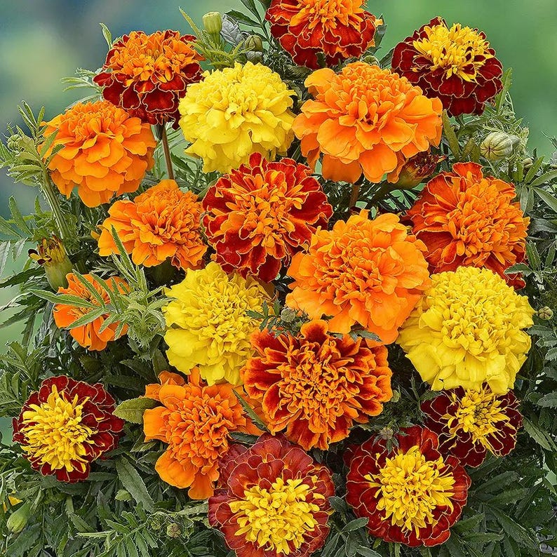 Peut inclure: Un bouquet dense de fleurs de souci dans des tons vibrants de jaune, d'orange vif et de brun rouge&acirc;tre profond. Les fleurs pr&eacute;sentent des p&eacute;tales superpos&eacute;s et fronc&eacute;s avec un feuillage vert entrem&ecirc;l&eacute;, cr&eacute;ant un arrangement floral complet.