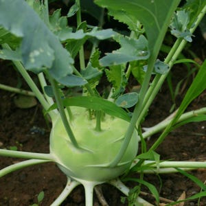 コールラビ（Brassica oleracea、ドイツカブ、根菜）の種100粒以上 画像 6