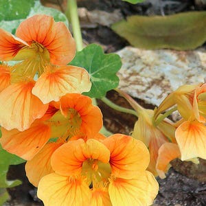 20+ Kapuzinerkresse-Alaska-Mischung (Tropaeolum majus, Kapuzinerkresseblüte, Gartenpflanze) Bild 4