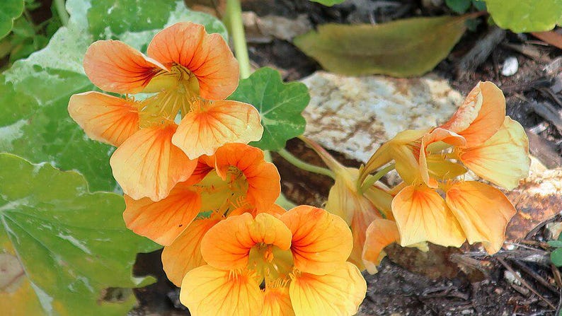 20+ Kapuzinerkresse-Alaska-Mischung (Tropaeolum majus, Kapuzinerkresseblüte, Gartenpflanze) Bild 4