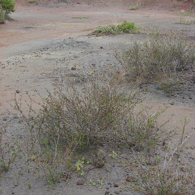 50-200 Samen der Strauchigen Stylosanthes (Stylosanthes scabra), einer Futterpflanzen-Leguminose Bild 7