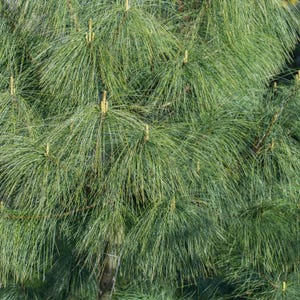 20-50 Samen der Himalaya-Kiefer (Excelsa-Kiefer, Weiße Butan-Kiefer, Pinus wallichiana) Bild 5