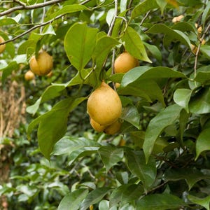 3+ semillas de nuez moscada, Myristica fragrans, árbol de nuez moscada, árbol de especias tropicales imagen 10