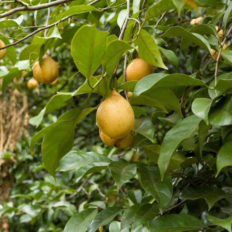 3+ semillas de nuez moscada, Myristica fragrans, árbol de nuez moscada, árbol de especias tropicales imagen 10