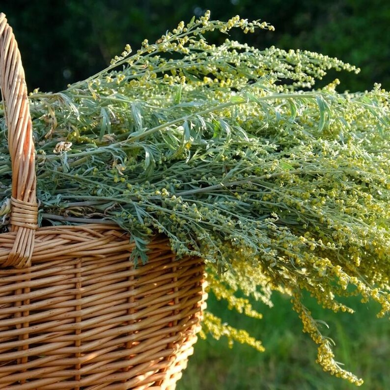 Über 200 Samen des Gemeinen Beifußes (Artemisia vulgaris), einer wilden, aromatischen Pflanze Bild 1