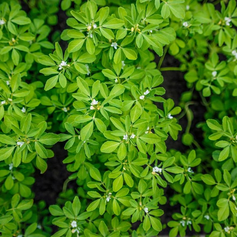 100+ Fenugreek Seeds, Trigonella foenum-graecum, Methi Herb, Culinary Herb image 1