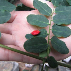 Puede incluir: Una semilla &uacute;nica, lisa y de color rojo brillante que descansa sobre una hoja pinnada de color verde oscuro. La estructura de la hoja consta de varios fol&iacute;olos peque&ntilde;os de forma ovalada dispuestos en pares a lo largo de un tallo central, mostrando un contraste vibrante.
