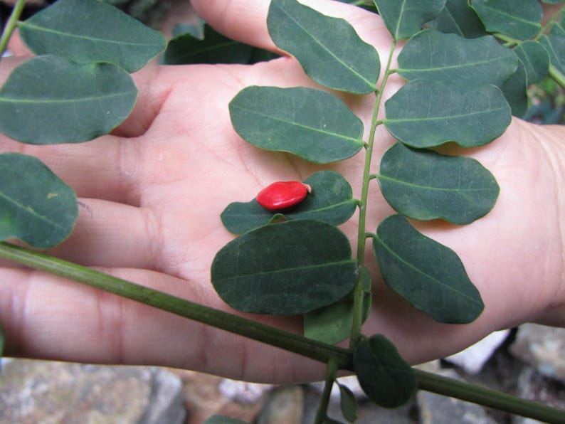 Puede incluir: Una semilla &uacute;nica, lisa y de color rojo brillante que descansa sobre una hoja pinnada de color verde oscuro. La estructura de la hoja consta de varios fol&iacute;olos peque&ntilde;os de forma ovalada dispuestos en pares a lo largo de un tallo central, mostrando un contraste vibrante.