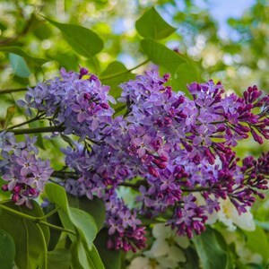 20-50 semillas de lila china, Syringa chinensis, arbusto de flores moradas imagen 3