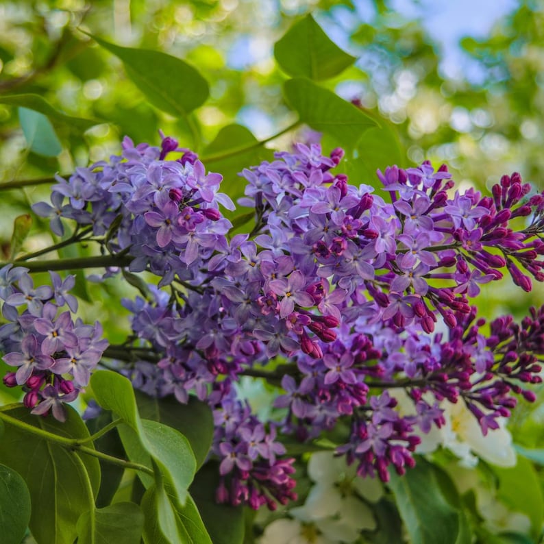 20-50 semillas de lila china, Syringa chinensis, arbusto de flores moradas imagen 3