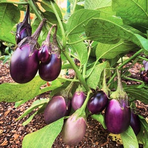 May include: A cluster of glossy, deep purple aubergines hanging from a green plant with broad, textured leaves. The aubergines vary in size, ranging from small, rounded fruits to larger, oval-shaped specimens, all attached to the stems by green calyxes.
