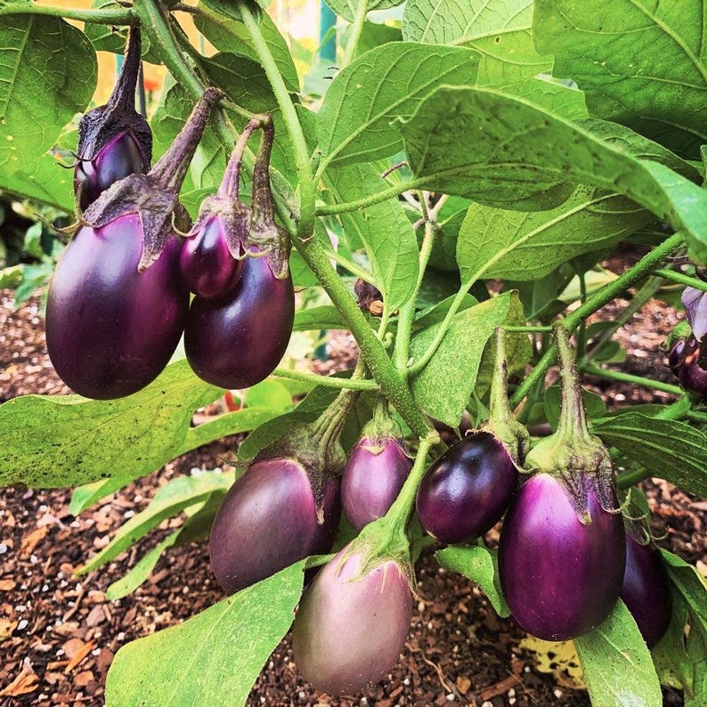 May include: A cluster of glossy, deep purple aubergines hanging from a green plant with broad, textured leaves. The aubergines vary in size, ranging from small, rounded fruits to larger, oval-shaped specimens, all attached to the stems by green calyxes.