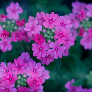 Peut inclure: Un groupe de fleurs de verveine rose vif pr&eacute;sentant des fleurs &agrave; cinq p&eacute;tales dispos&eacute;es en t&ecirc;tes denses et arrondies. Les petits p&eacute;tales rose vif entourent un minuscule centre plus clair, avec un feuillage vert visible sous les grappes.