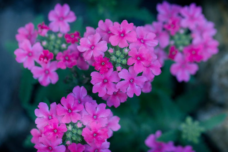Peut inclure: Un groupe de fleurs de verveine rose vif pr&eacute;sentant des fleurs &agrave; cinq p&eacute;tales dispos&eacute;es en t&ecirc;tes denses et arrondies. Les petits p&eacute;tales rose vif entourent un minuscule centre plus clair, avec un feuillage vert visible sous les grappes.