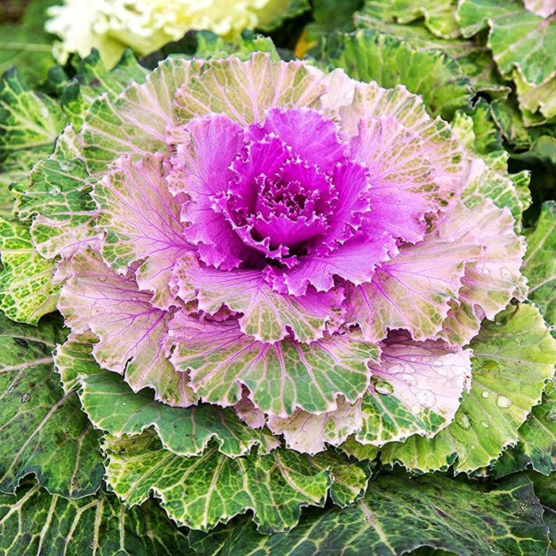 100+ Ornamental Flowering Kale Seeds, Brassica oleracea, Decorative Garden Plant image 3