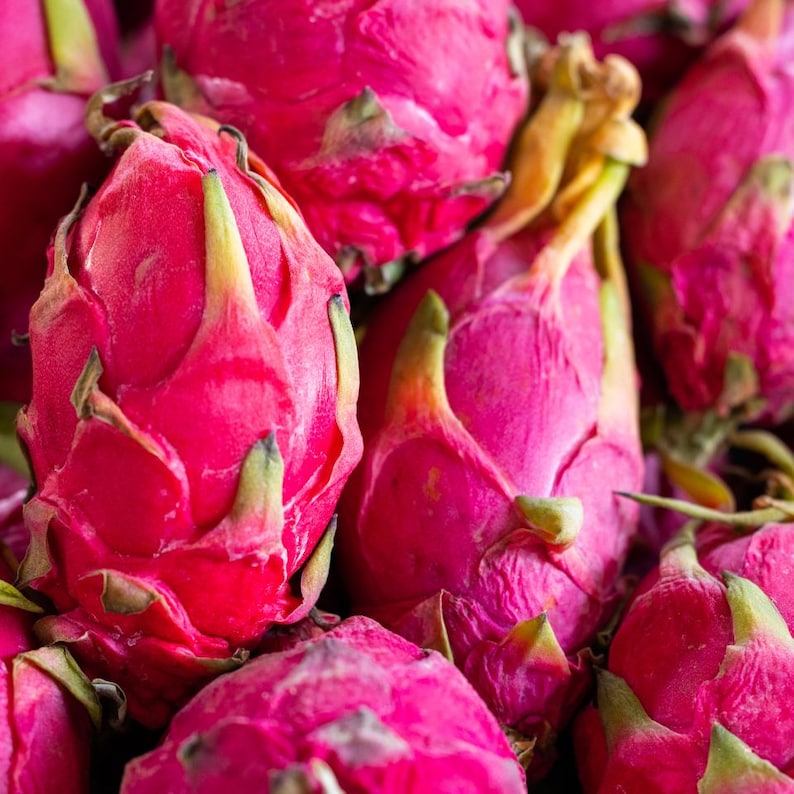 50-100 Red Dragon Fruit Seeds, Red Flesh Pitaya, Hylocereus polyrhizus, Exotic Tropical Cactus image 4
