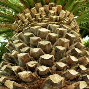 10+ Phoenix Canariensis Frön, Kanarieöarnas Dadelpalm, Kanariepalmfrön, Prydnadspalm bild 11