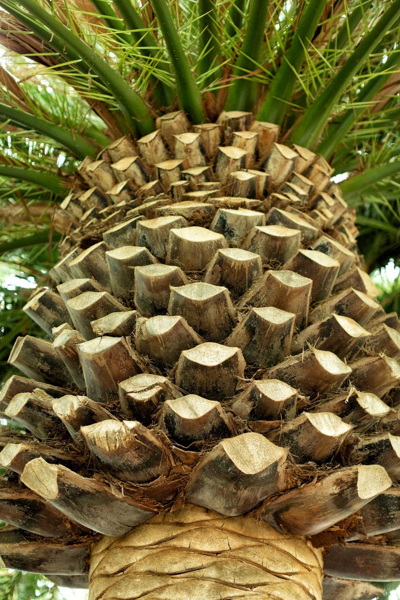 10+ Phoenix Canariensis Frön, Kanarieöarnas Dadelpalm, Kanariepalmfrön, Prydnadspalm bild 11