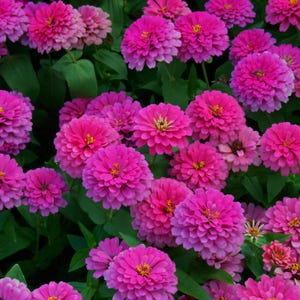 Mais de 50 sementes de zínia dupla mista, Zinnia elegans, flores de cores variadas, flor de corte. imagem 4