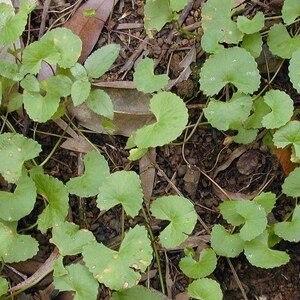 50-100 semillas de Gotu Kola, Centella Asiática, Pennywort Asiática, Pennywort India, Brahmi, semillas de hierbas imagen 5