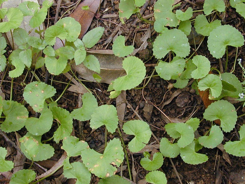 50-100 semillas de Gotu Kola, Centella Asiática, Pennywort Asiática, Pennywort India, Brahmi, semillas de hierbas imagen 5