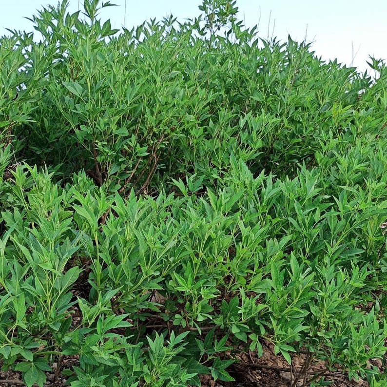 100-500 semillas de nirgundi, Vitex negundo, árbol casto de cinco hojas imagen 4