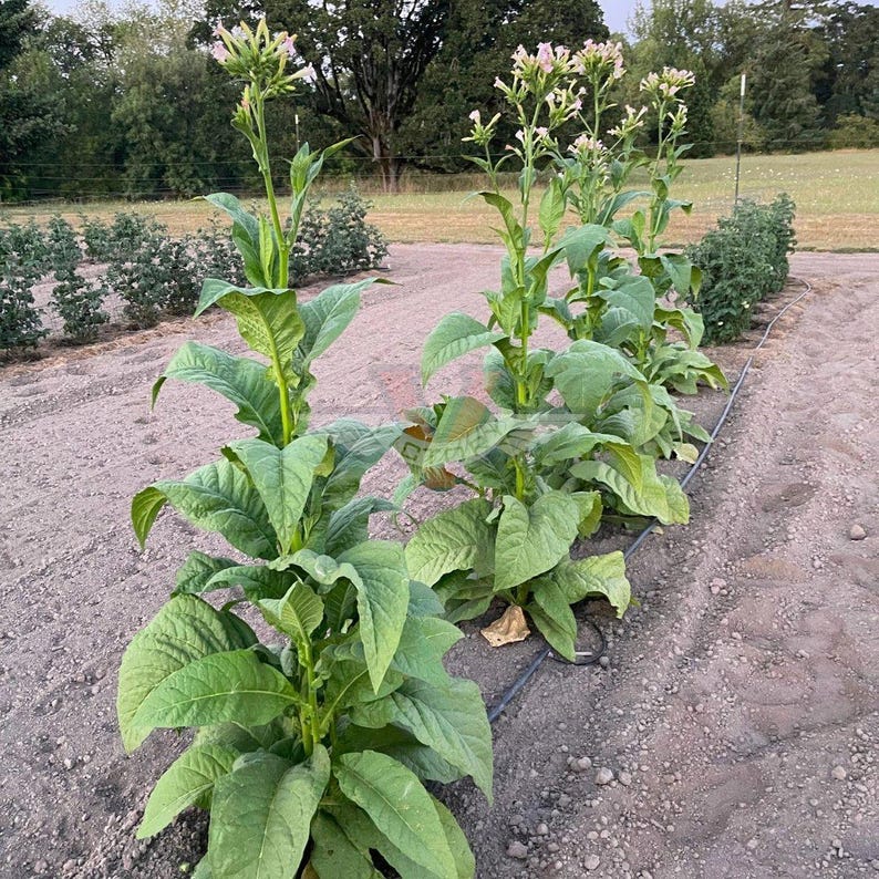 50-300 gele bladeren, 36 tabakszaden, Nicotiana tabacum afbeelding 3