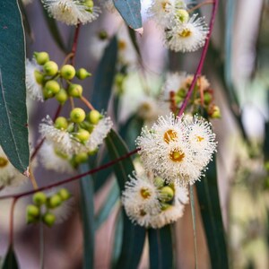 Más de 200 semillas de eucalipto rojo de bosque, Eucalyptus tereticornis, árbol de eucalipto de sombra imagen 2