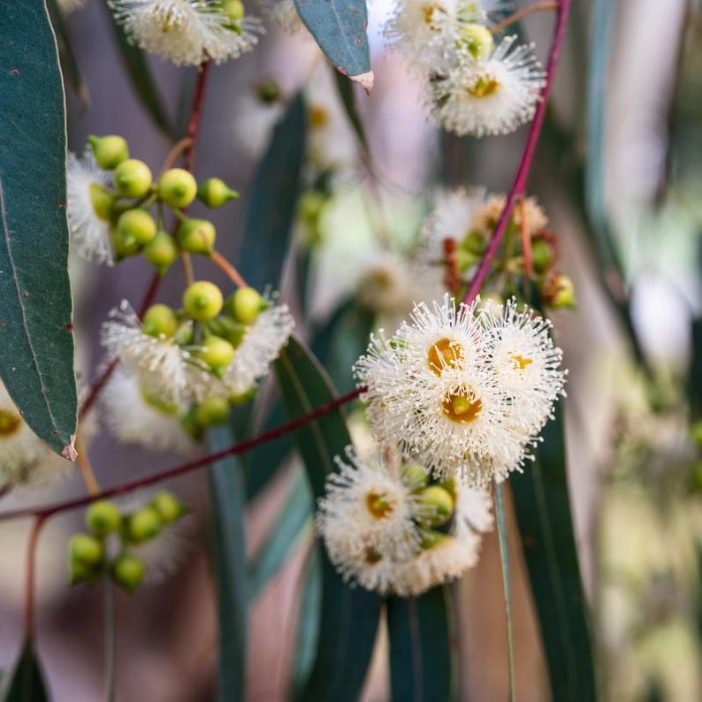 Más de 200 semillas de eucalipto rojo de bosque, Eucalyptus tereticornis, árbol de eucalipto de sombra imagen 2
