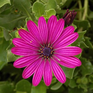 100+ Osteospermum Flower Seeds, Osteospermum ecklonis, African Daisy, Cape Daisy image 5