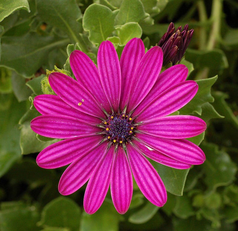 100+ Osteospermum Flower Seeds, Osteospermum ecklonis, African Daisy, Cape Daisy image 5
