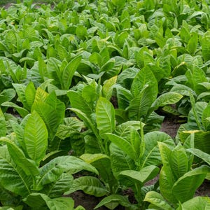 Puede incluir: Un campo denso de plantas de tabaco de color verde vibrante con hojas anchas y alargadas de venas prominentes. Las plantas est&aacute;n dispuestas en filas, mostrando varios tonos de verde desde claros hasta oscuros, con algunas hojas ligeramente amarillentas.