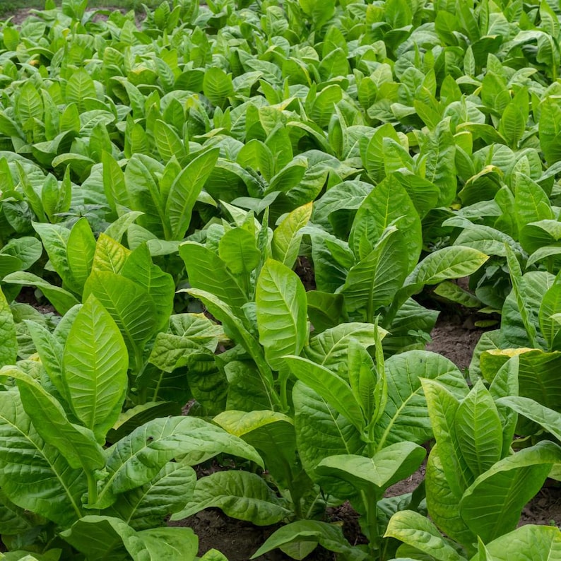 Puede incluir: Un campo denso de plantas de tabaco de color verde vibrante con hojas anchas y alargadas de venas prominentes. Las plantas est&aacute;n dispuestas en filas, mostrando varios tonos de verde desde claros hasta oscuros, con algunas hojas ligeramente amarillentas.